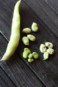 Raw Fava Bean