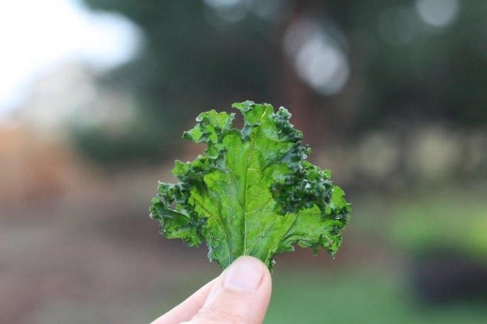 Kale Chip