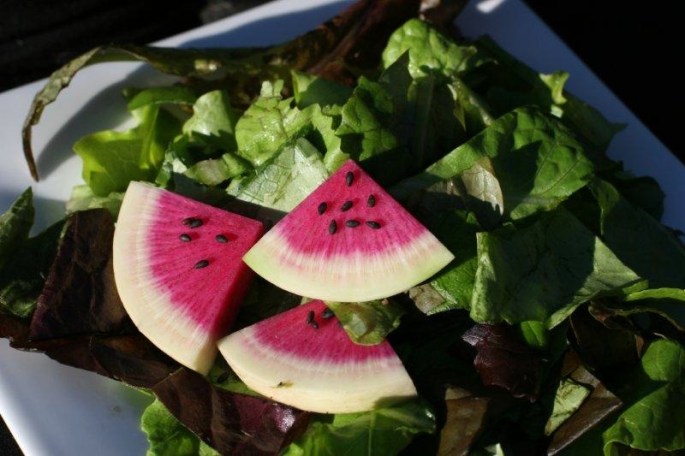 Watermelon Radishes
