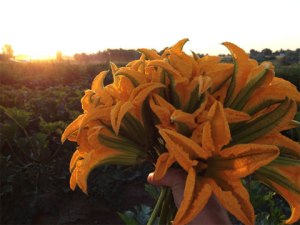 Squash Blossoms