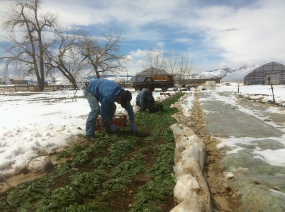 Harvesting spinach through snow is a cold, wet, messy job.