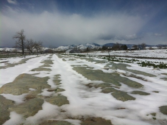 The snow (along with row cover) provides a nice blanket for spinach.