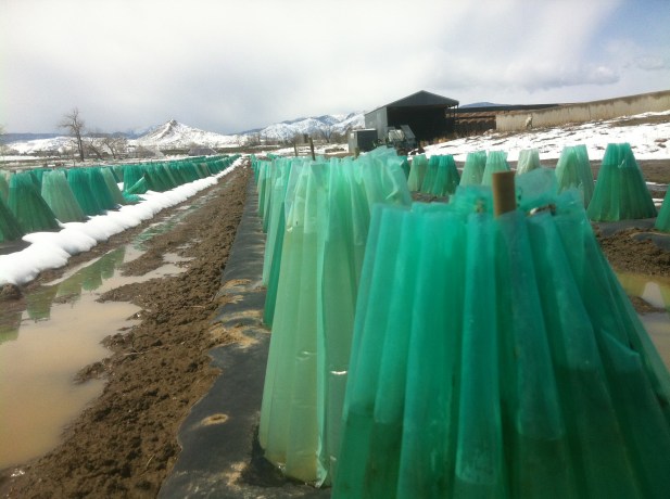 We plant tomatoes in several hundred walls o' water in April.