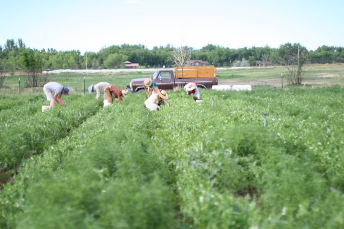 picking peas