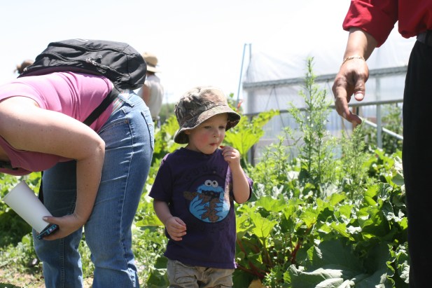 strawberry picking