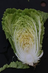 napa cabbage