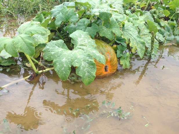 Flooded Pumpkins