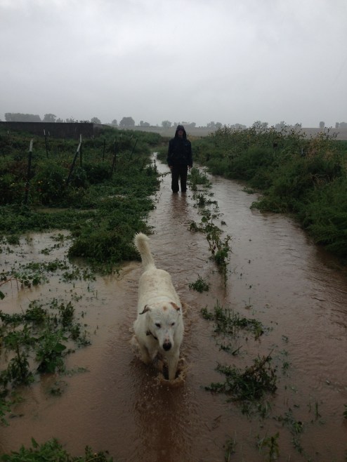 Cedar and the tomatoes