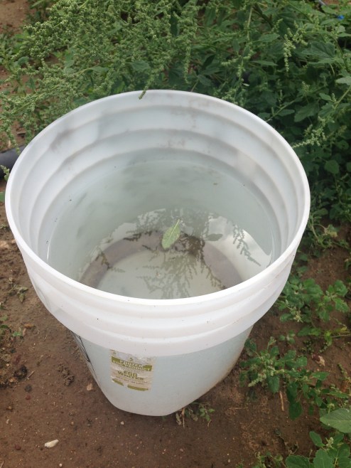 Bucket with 9 inches of rain water