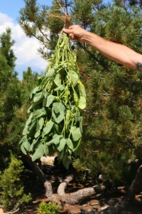 edamame on the plant