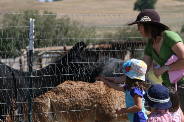 Kids and Alpacas
