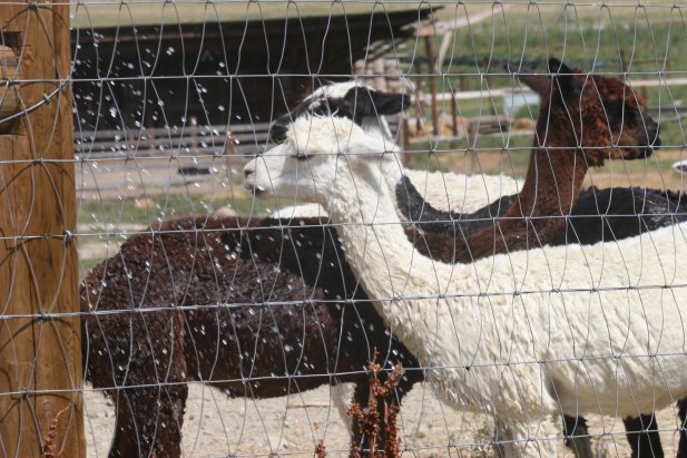 Alpacas