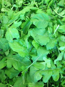 Arugula