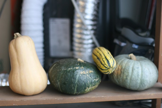 storing squash