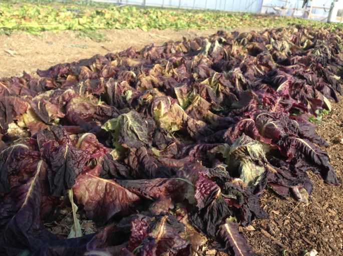 Frozen Red Lettuce