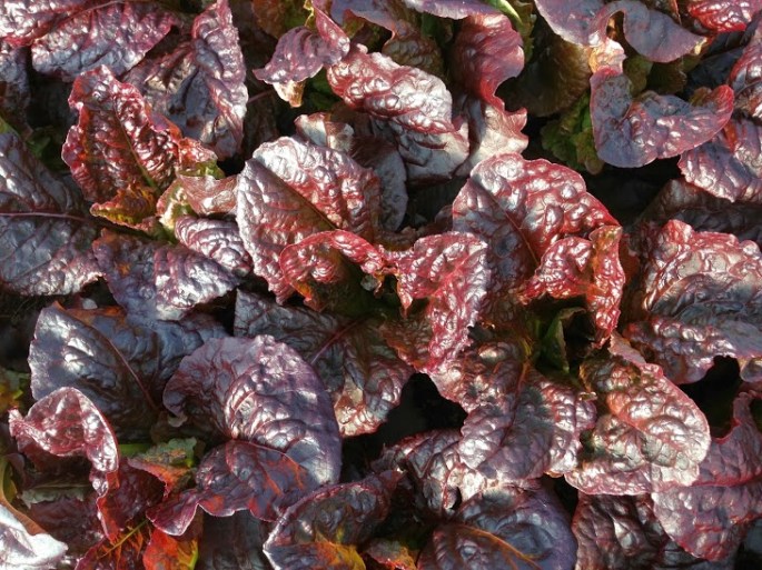 Red Lettuce