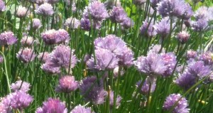 Chive Flowers