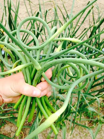 Garlic Scapes