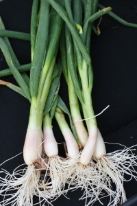 Walking Onions