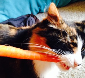 Carrots the Cat enjoying carrots