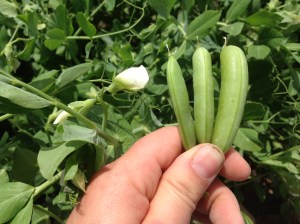 stages of peas