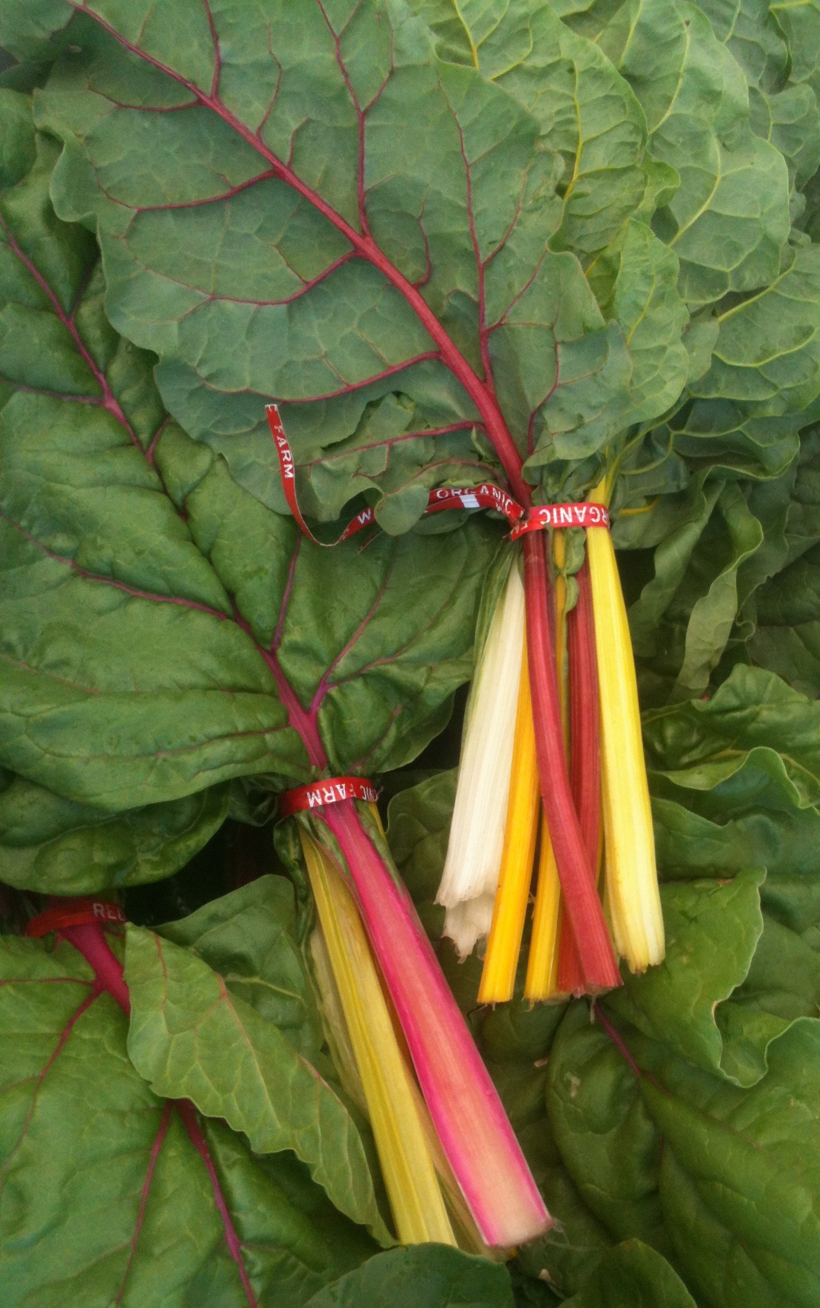 Swiss Chard