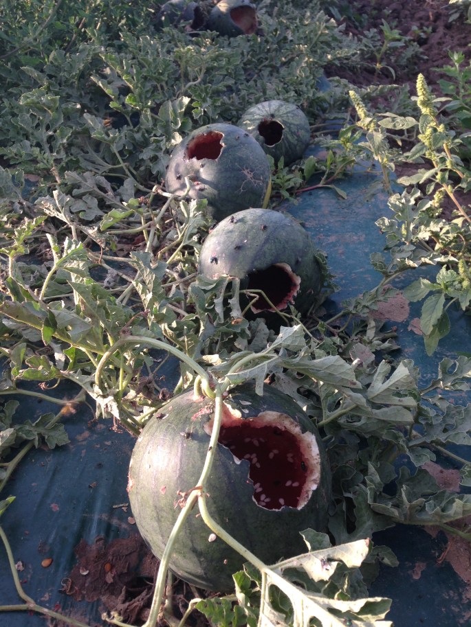 Watermelons eaten by racoons