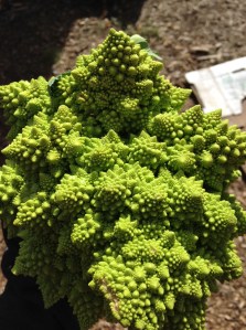Romanesco
