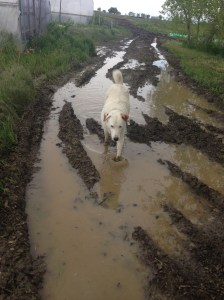 Muddy Dogs