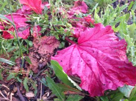 Red Rhubarb