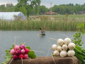 Radishes and Turnips