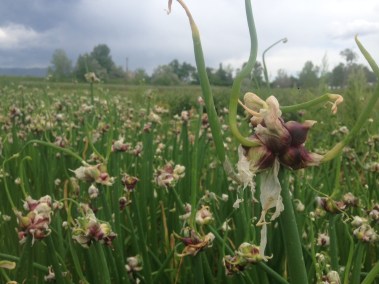 walking onions