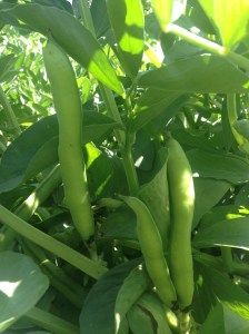 Fava beans