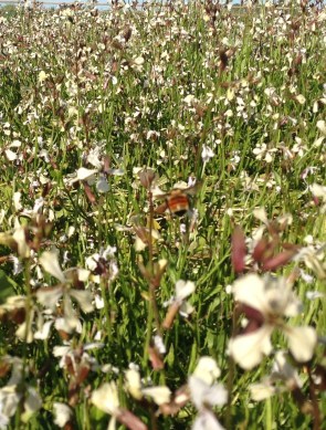 Bumble bee on arugula flowers