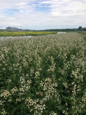 Flowering arugula