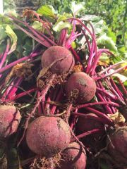 Beets fresh from the field