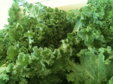 Green Curly Kale