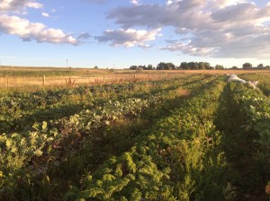 Field of Kale