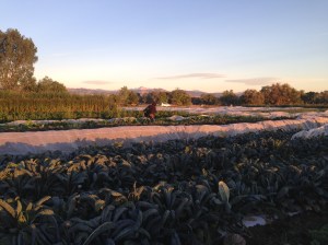Early Morning Teller