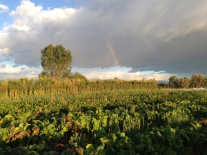 Rainbow over Sunchokes