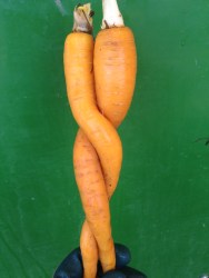 Carrot Couple