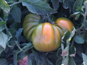 Heirloom Tomato