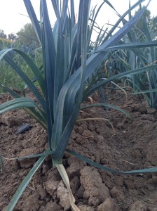 Leeks
