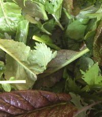 Braising Mix AKA Spicy Salad Mix