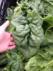 Spinach that would make Popeye jealous