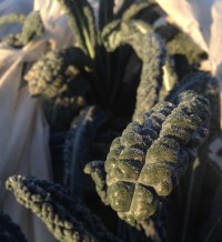 Early Morning Frosty Tuscan Kale