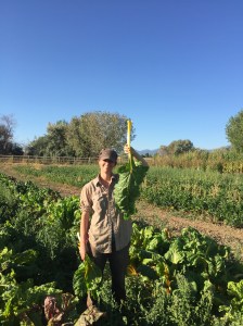 Lauren and the Mega Chard