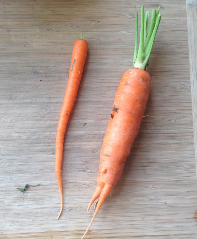 Small and Large Carrot