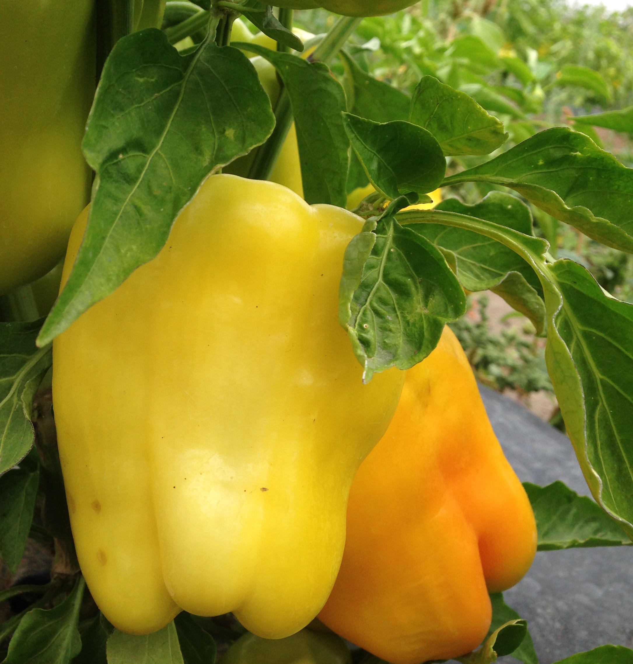 Bell Peppers
