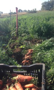 Freshly Harvested Heirloom Carrots